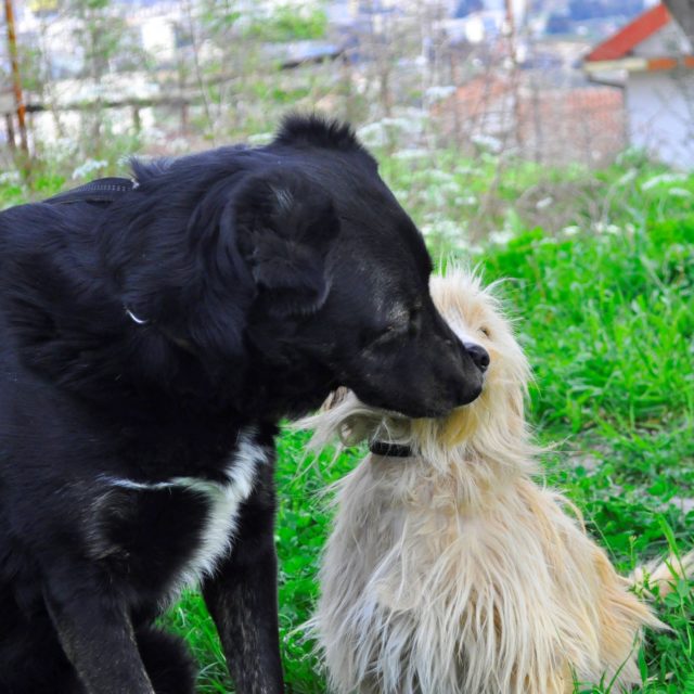 Notfälle Willkommen auf schwarzehunde.de