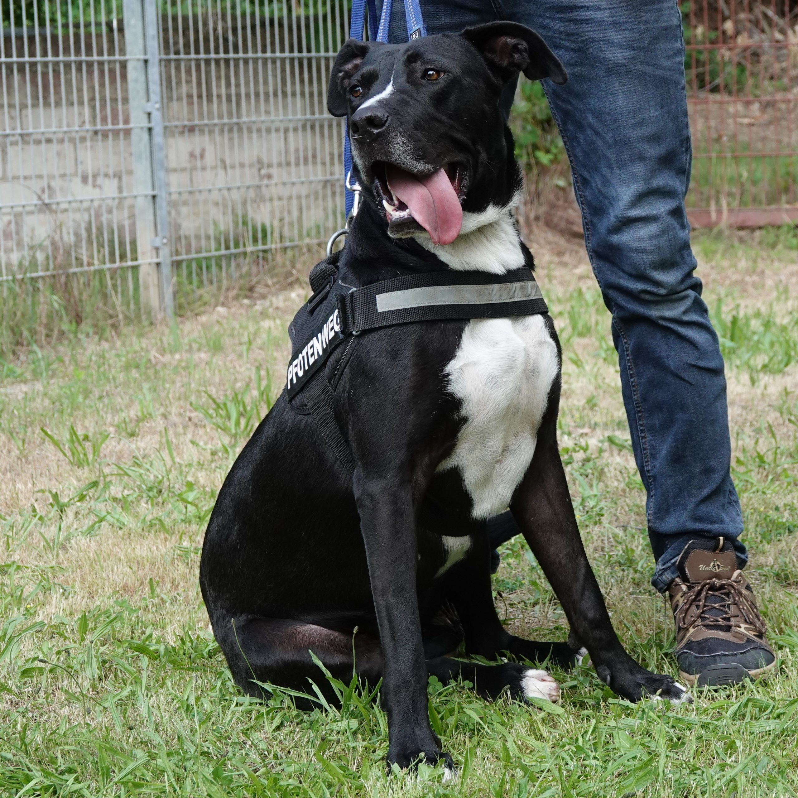 Sarah Willkommen Auf Schwarze Hundede